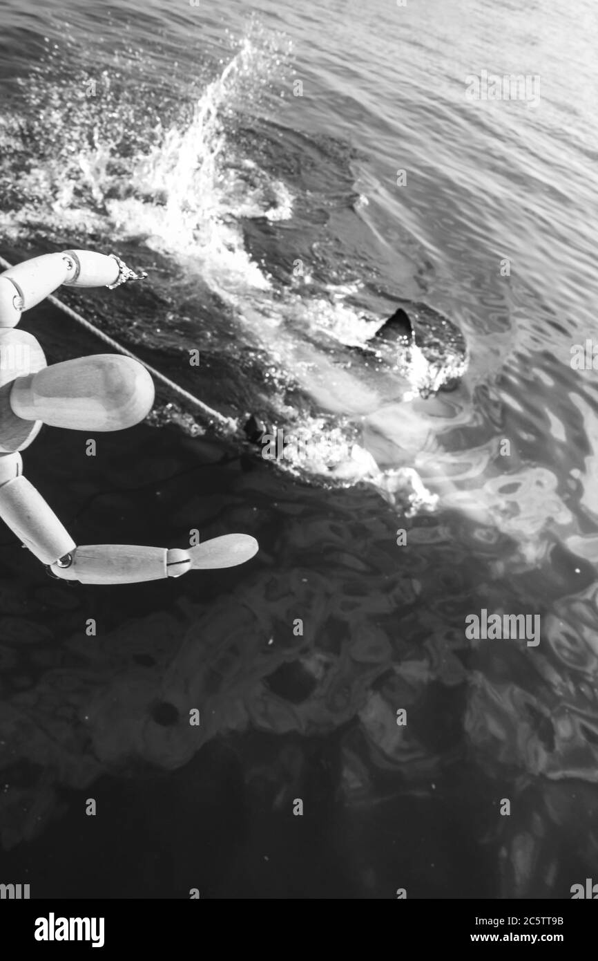 Manichino umano di legno in posa con un grande squalo bianco (carcharodon carcharias) gage diving, Seal Island, Mossel Bay, Sudafrica Foto Stock