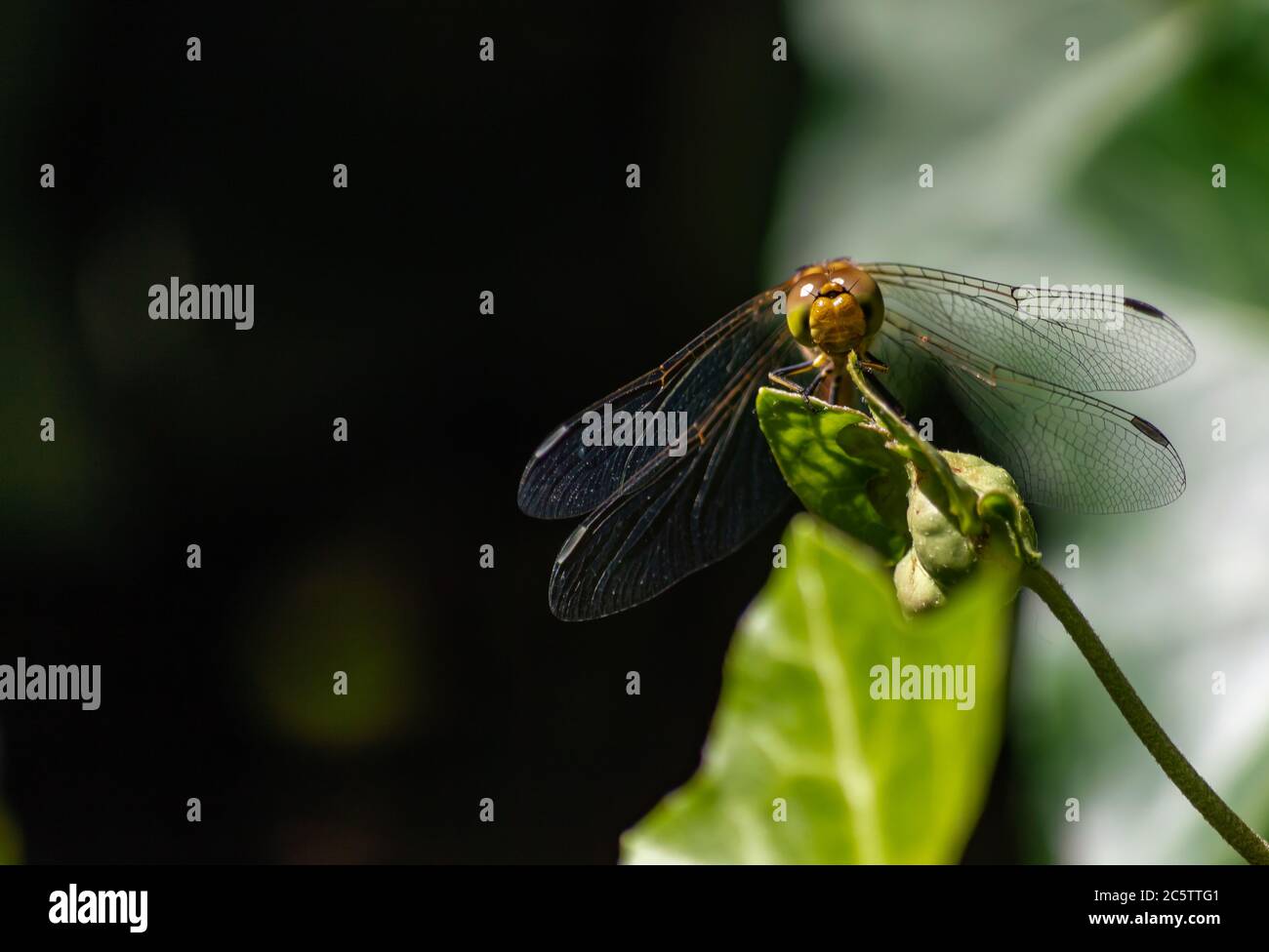 Libellula riposante al sole su una foglia d'edera Foto Stock