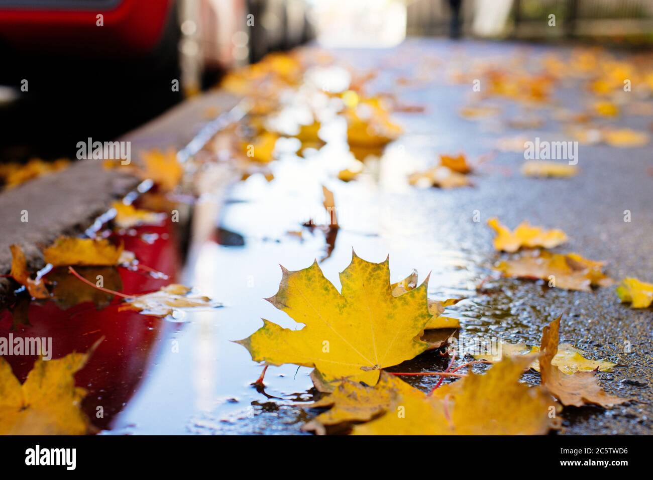 Foglie di acero giallo e arancio caduto in puddle sull'asfalto, vista dal basso closeup, fuoco selettivo. Autunno d'oro, fogliame, concetto di stagione Foto Stock