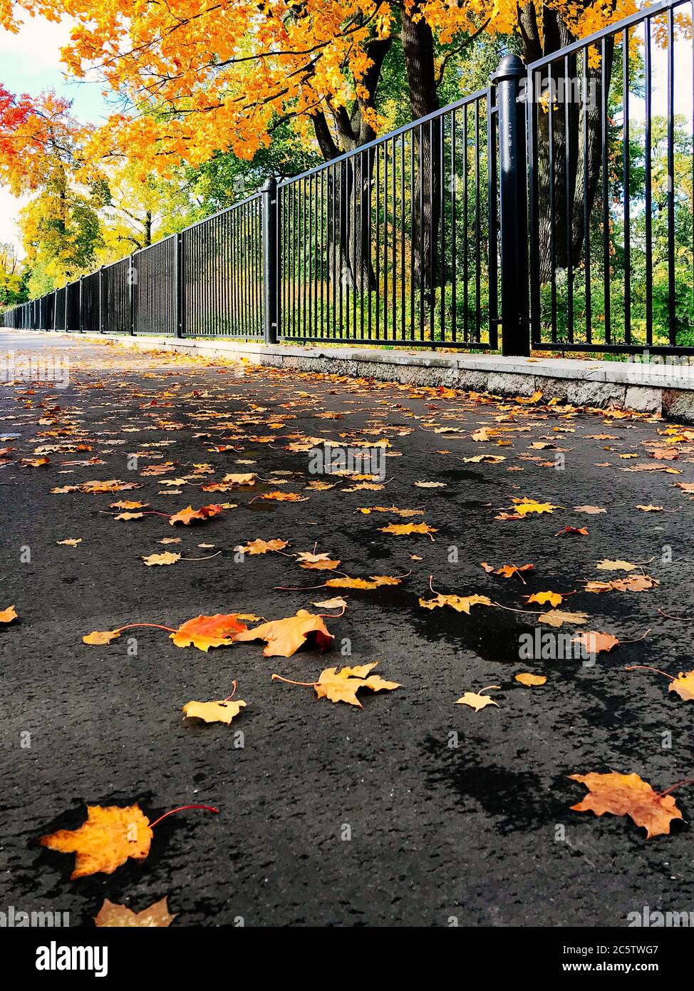 Colorful (giallo, rosso, borgogna, arancione) foglie di autunno caduto e sdraiato sull'asfalto in giornata di sole, recinzione sullo sfondo, vista dal basso. Oro soleggiato Foto Stock