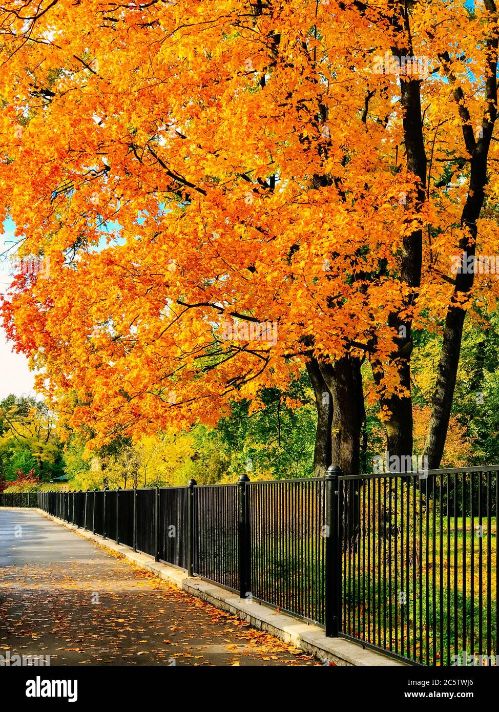 Colorati aceri autunnali e foglie d'arancio caduto che giacciono sull'asfalto in giornata di sole, recinzione sullo sfondo, vista dal basso. Autunno dorato soleggiato, fogliame, se Foto Stock