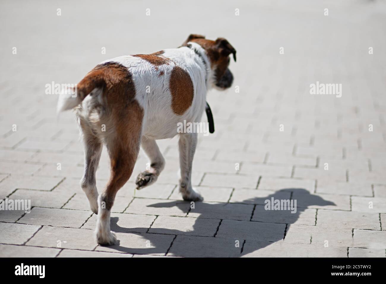 Cane con collare è perso e vagare intorno alla città, cane sporco vagato ??is affamato, Jack Russell ha perso il suo padrone, fuoco selettivo Foto Stock