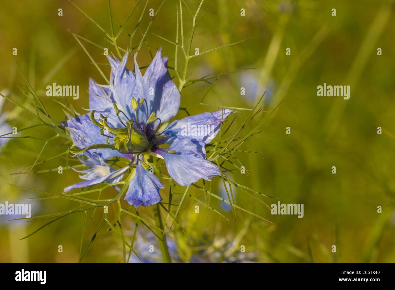 Amore-in-una-nebbia in un giardino tedesco Foto Stock