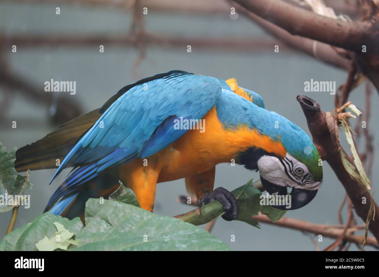 Primo piano pappagallo di macaw blu e oro - seduto su un ramo e mordere le foglie Foto Stock