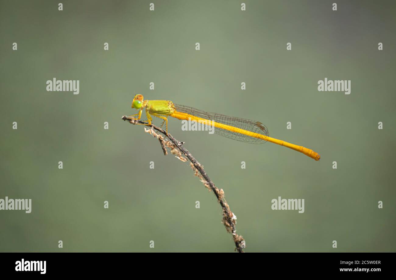 coromandel palude freccetta seduta su un bastone-drago fly-damsel Colpo di primo piano - Ceriagrion coromandelianum Foto Stock