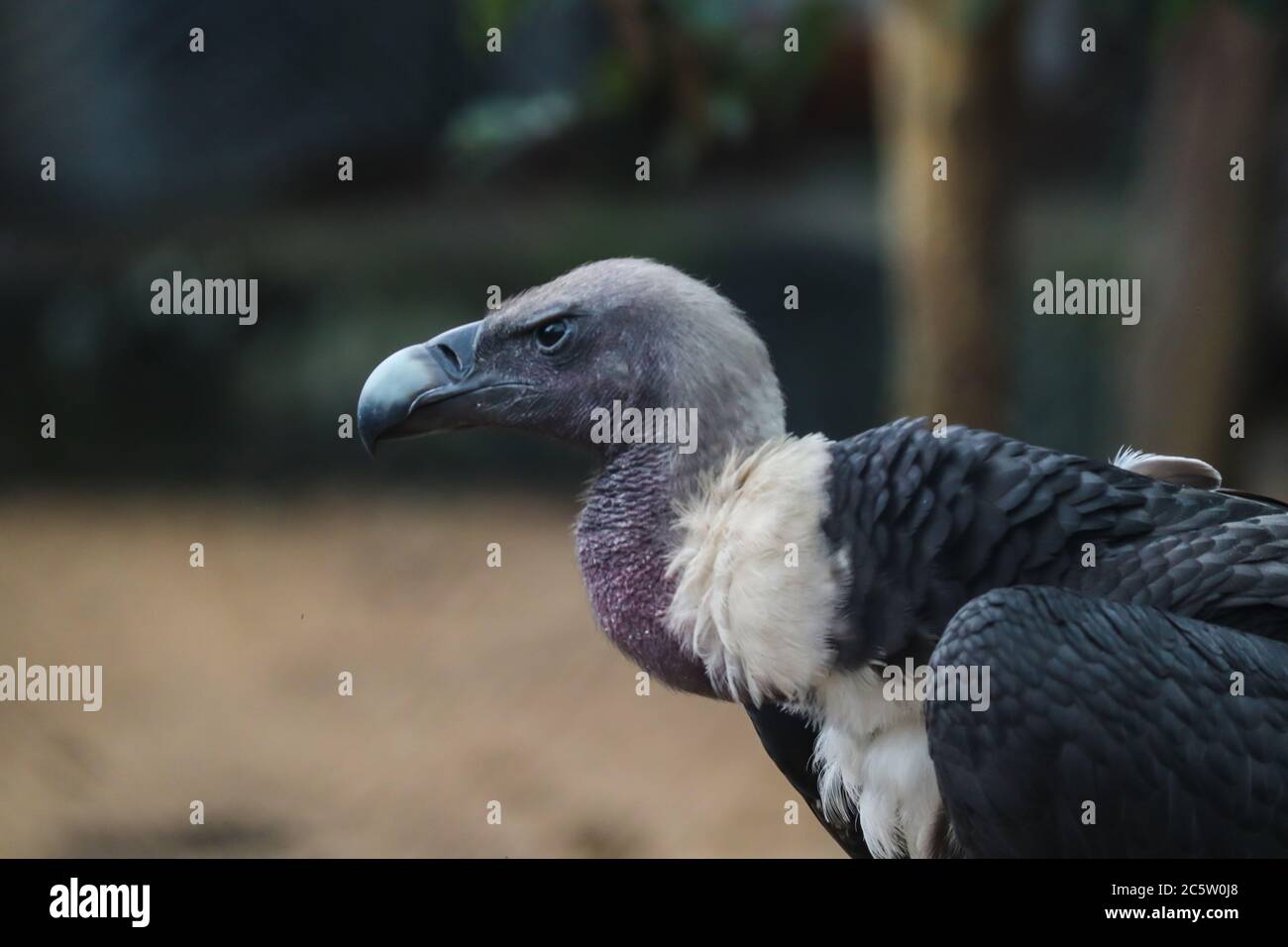 Indian Vulture guardando appassionato di una preda Foto Stock