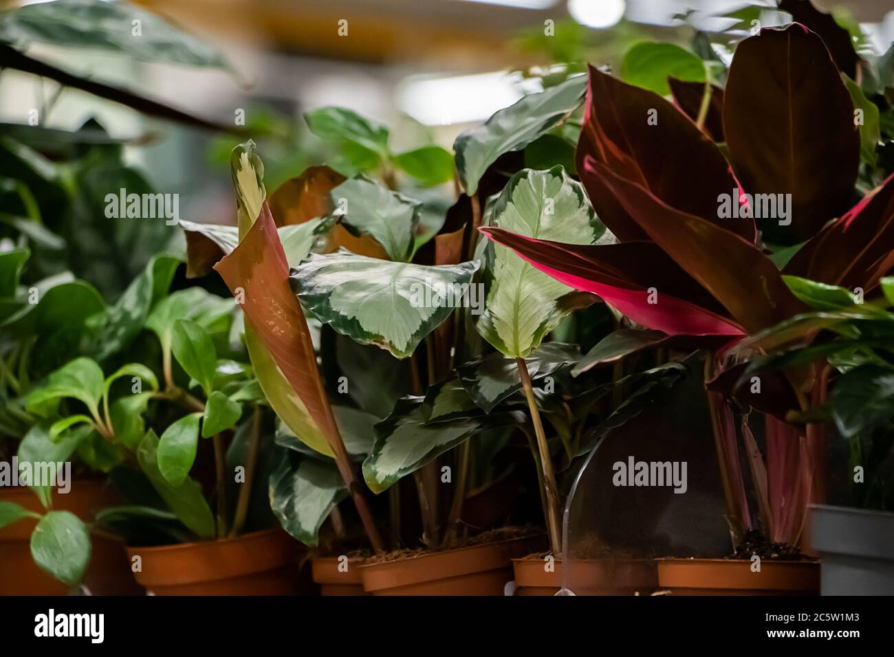 Belle piante verdi in pentole primo piano. Messa a fuoco selettiva Foto Stock