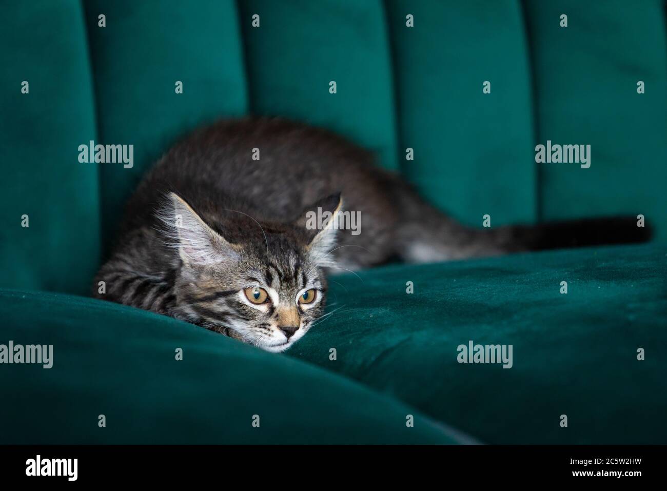 il gattino è molto bello. gattino grigio Foto Stock