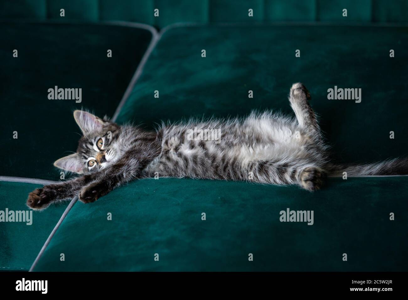 il gattino è molto bello. gattino grigio Foto Stock
