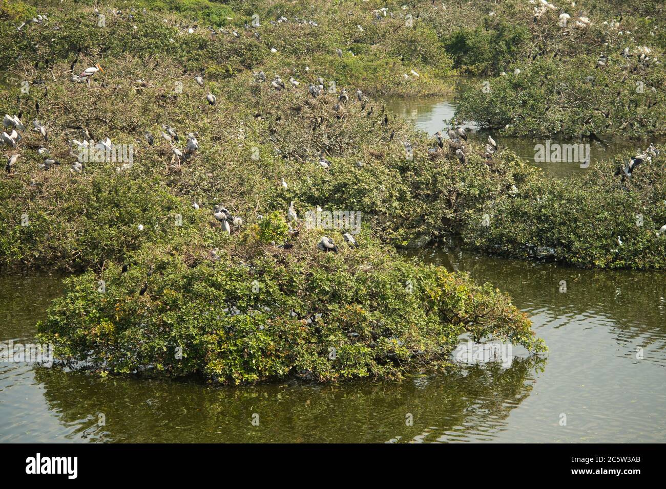 Uccelli acquatici nel loro habitat - Mangrove foresta Foto Stock
