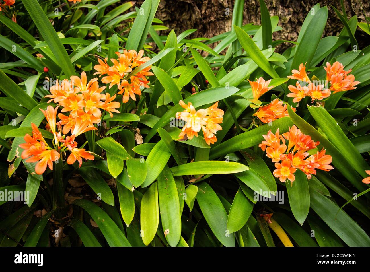 Clivia Miniata o Flame Lily crescente in Cape Town Botanical Gardens, Sud Africa Foto Stock