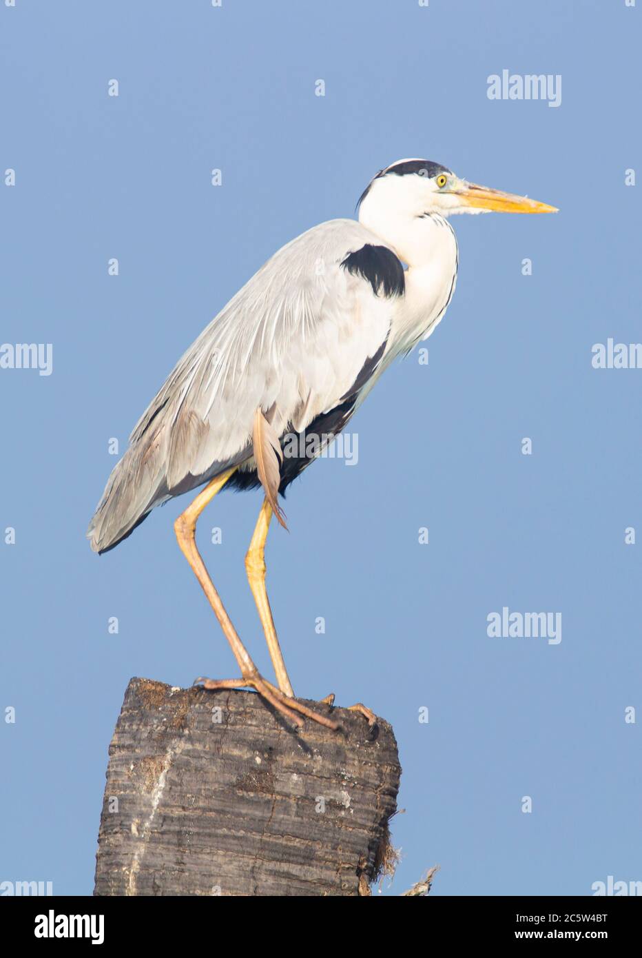 Airone grigio seduto su un ceppo di legno Foto Stock