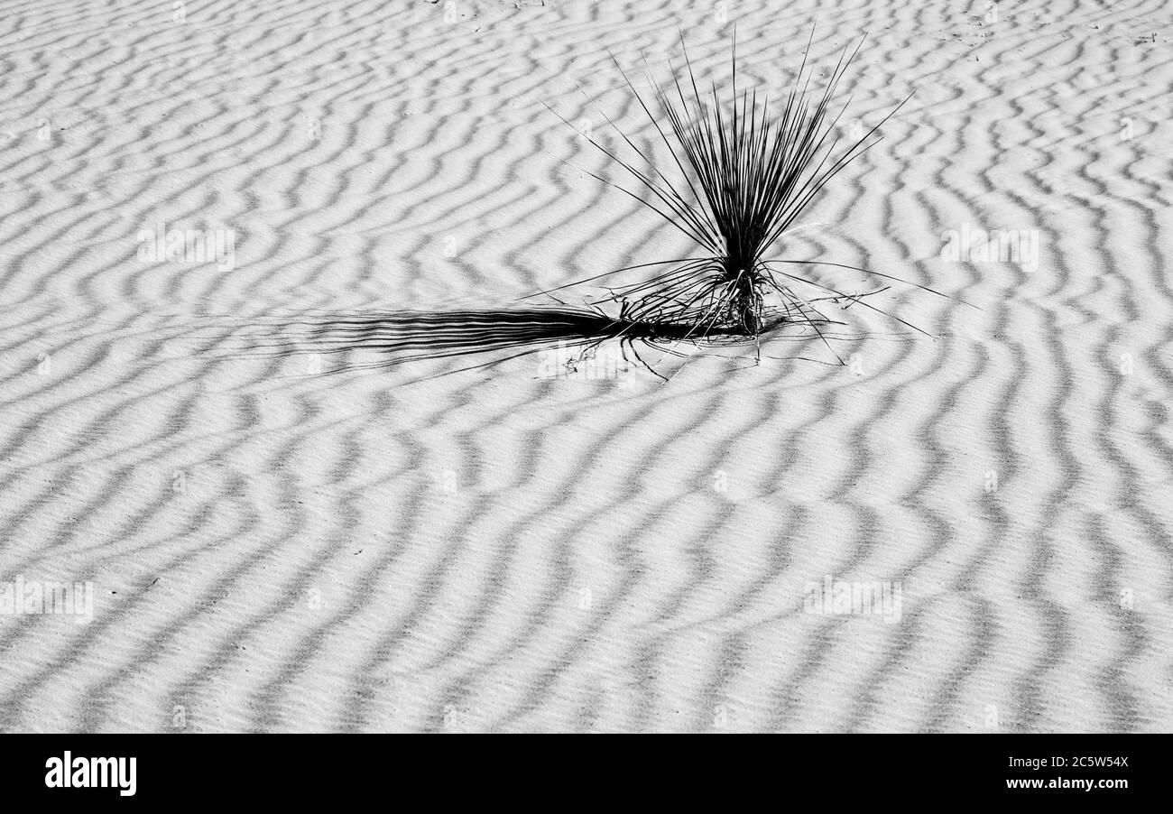 Una yucca e modelli nella sabbia, nel Monumento Nazionale delle Sands bianche, New Mexico Foto Stock