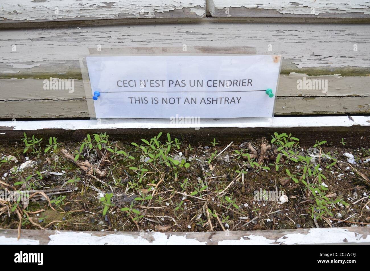 questo non è un cartello portacenere in francese e inglese e in una scatola  di fiori Foto stock - Alamy