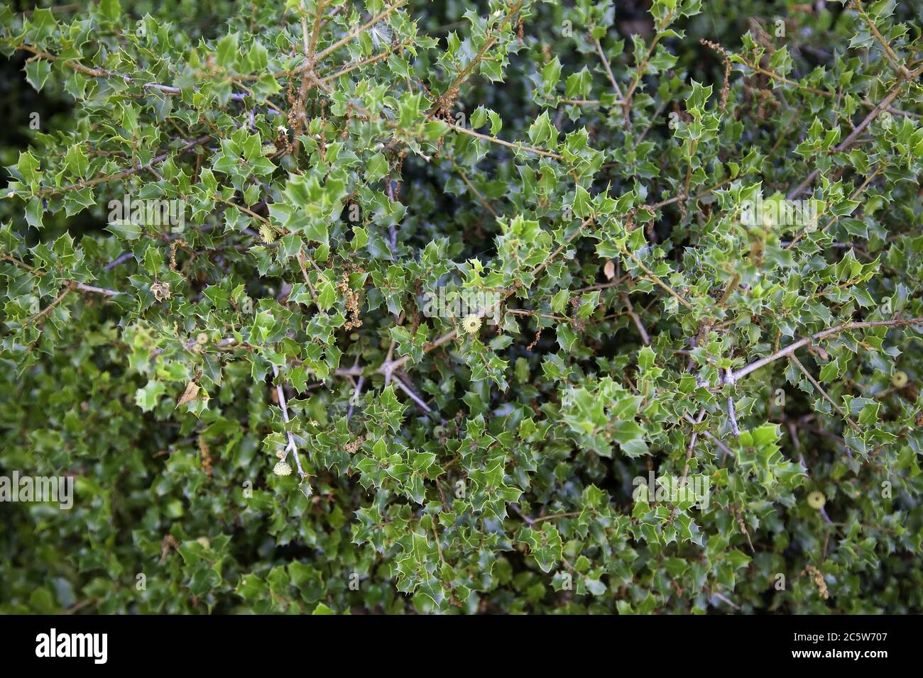 Foglie di agrifoglio, albero protetto dettaglio Foto Stock