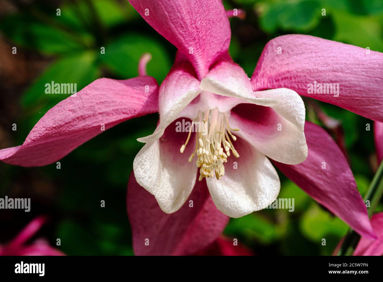 Aquilegia Primavera Magic Rose e White, primavera magia serie, Ranunculaceae, aquilegia Foto Stock