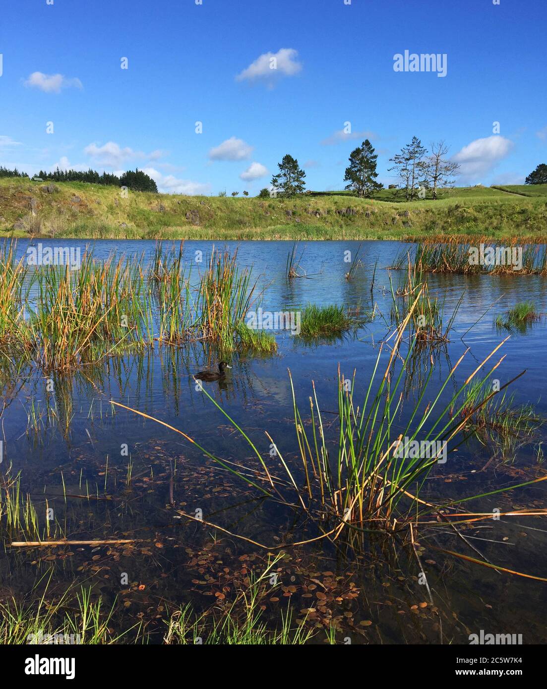 Nuova Zelanda Scaup (Aythya novaeseelandiae) nuotare su un lago in Nuova Zelanda. Foto Stock