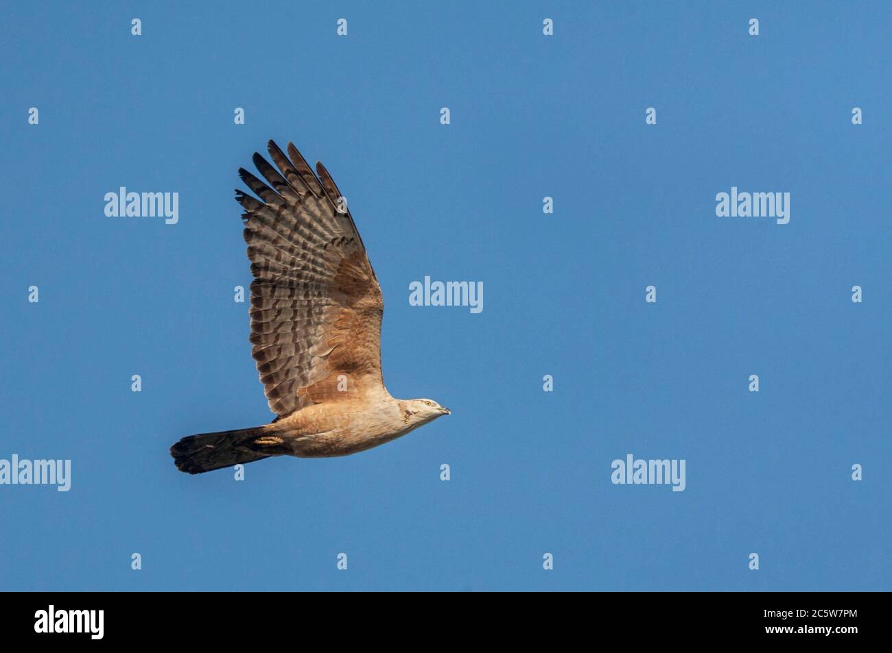 Miele di crestata Buzzard (Pernis ptilorhynchus) che migrano su Happy Island sulla costa orientale della Cina. Foto Stock