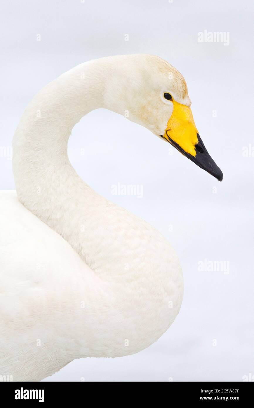 Ritratto di un elegante wan di Wooper adulto (Cygnus cygnus) in Giappone. Un aspetto tranquillo e sereno sul viso. Foto Stock