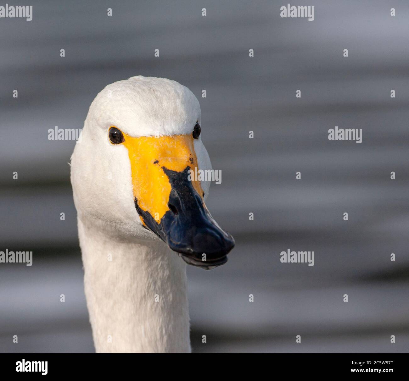 Ritratto di un wan adulto di Whooper (Cygnus cygnus) che svernava in Giappone. Foto Stock