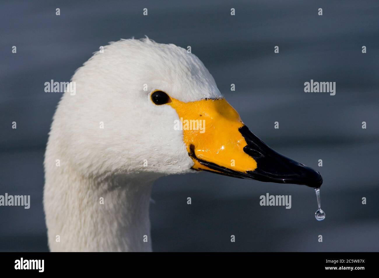 Swan di Whooper adulto (Cygnus cygnus) che svernano su Hokkaido in Giappone. Primo piano della testa con una goccia d'acqua appesa sulla punta del conto. Foto Stock
