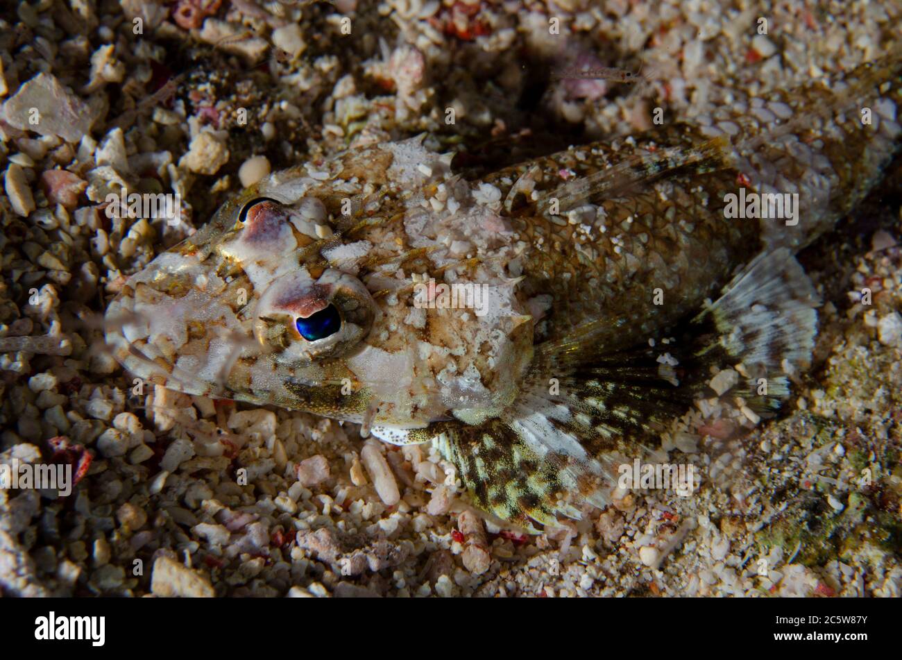 Flathead a banda larga, Onigocia pediacula, Murex House Reef Dive Site, Bangka Island, Sulawesi settentrionale, Indonesia, Oceano Pacifico Foto Stock