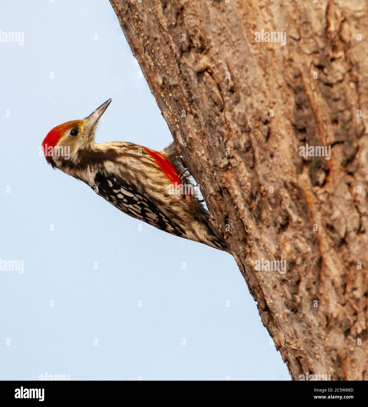 Picchio pied (Leiopicus mahrattensis), conosciuto anche come picchio di Mahratta, che forava su un albero. Foto Stock