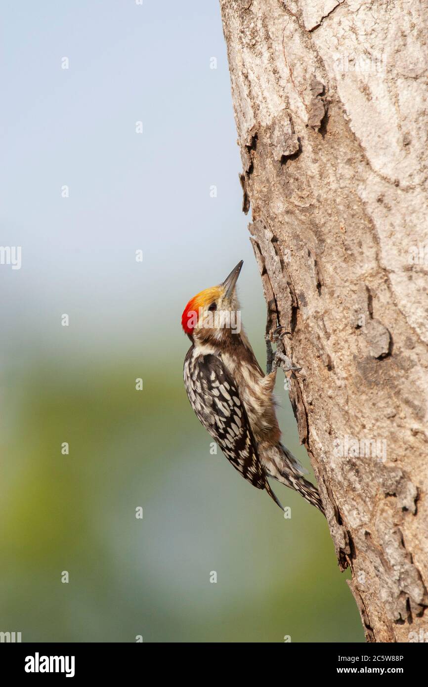 Picchio di pied giallo (Leiopicus mahrattensis), conosciuto anche come picchio di Mahratta, che forava su un albero. Foto Stock