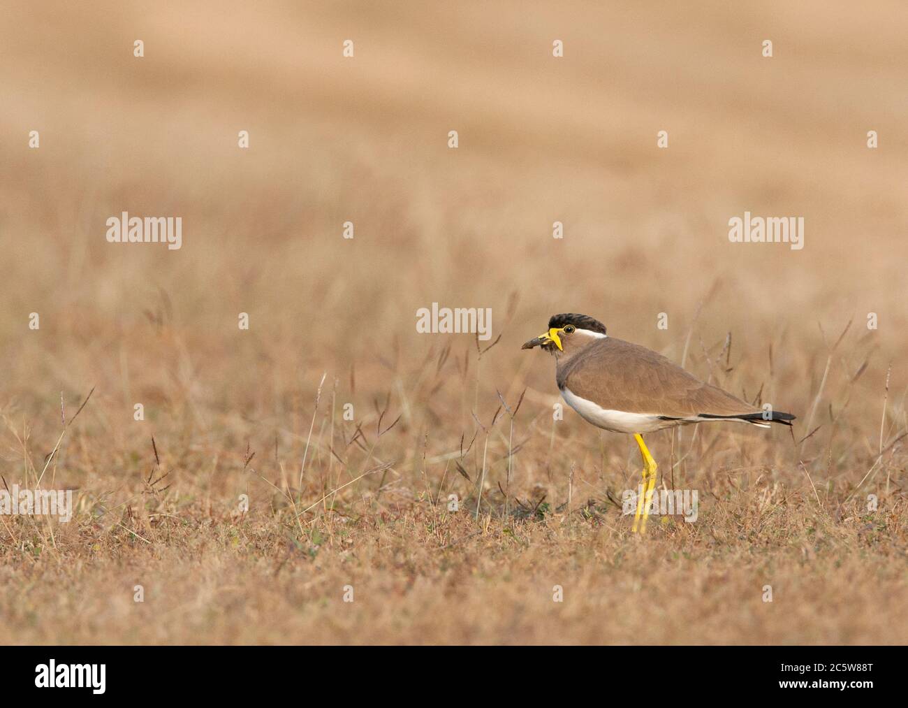 Lapwing adulto con wattled giallo (Vanellus malabaricus) in piedi in un campo con erba secca. Visto da un lato. Foto Stock