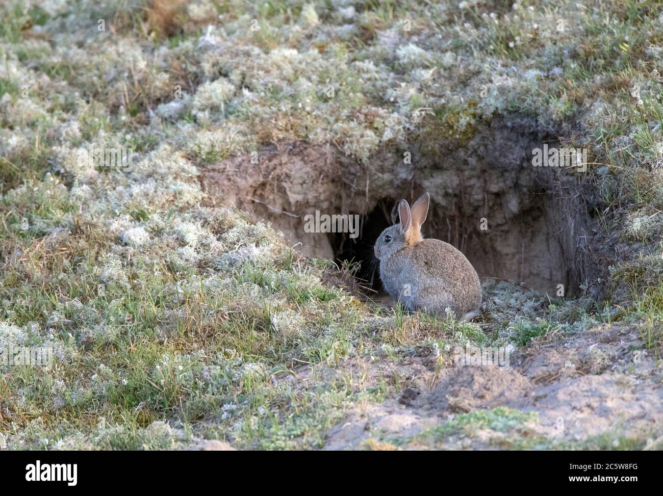 Coniglio europeo (Oryctolagus cuniculus), conosciuto anche come Coney, nelle dune di Texel, Paesi Bassi. Osservare il pericolo possibile davanti al foro del nido. Foto Stock