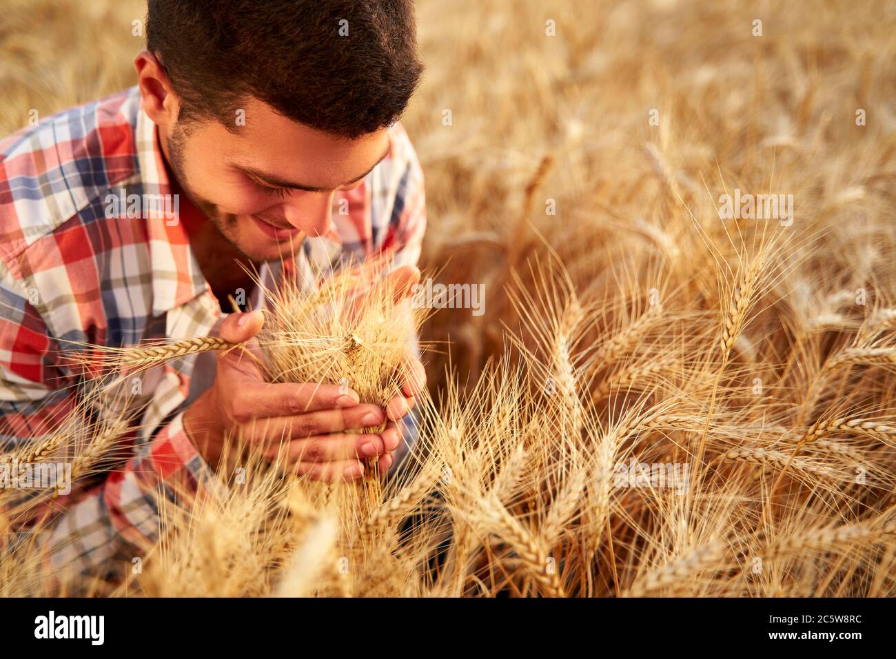 Sorridente contadino che tiene e annuiva un mazzo di orecchie di grano coltivato mature in mani. Agronomo che esamina la coltura di cereale prima della raccolta sull'alba Foto Stock