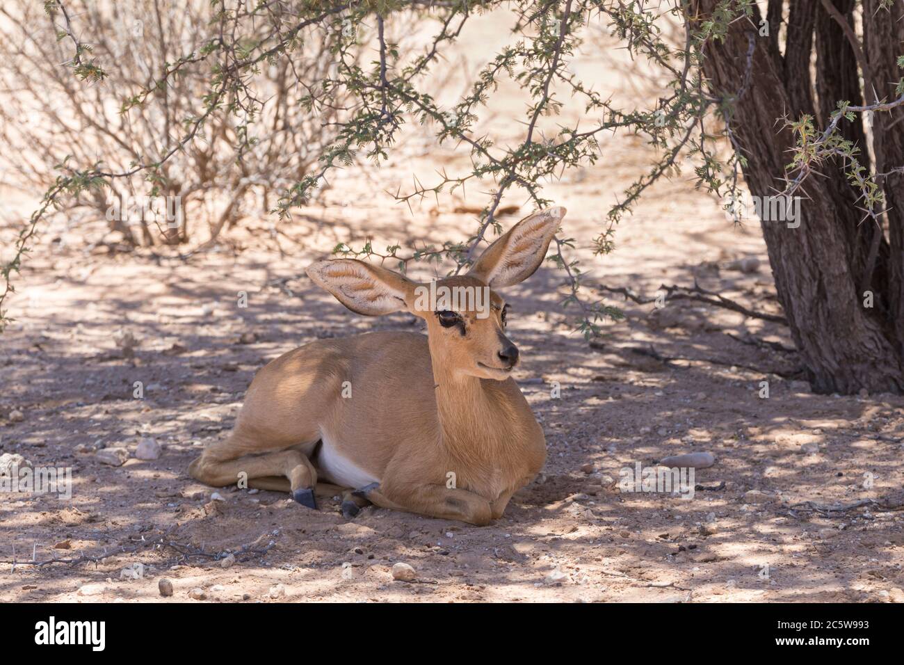 Piccola femmina Steenbok (Raphicerus campestris) che riposa all'ombra Kgalagadi Tranfrontalier Park, Kalahari, Capo del Nord, Sud Africa. Può esistere con Foto Stock