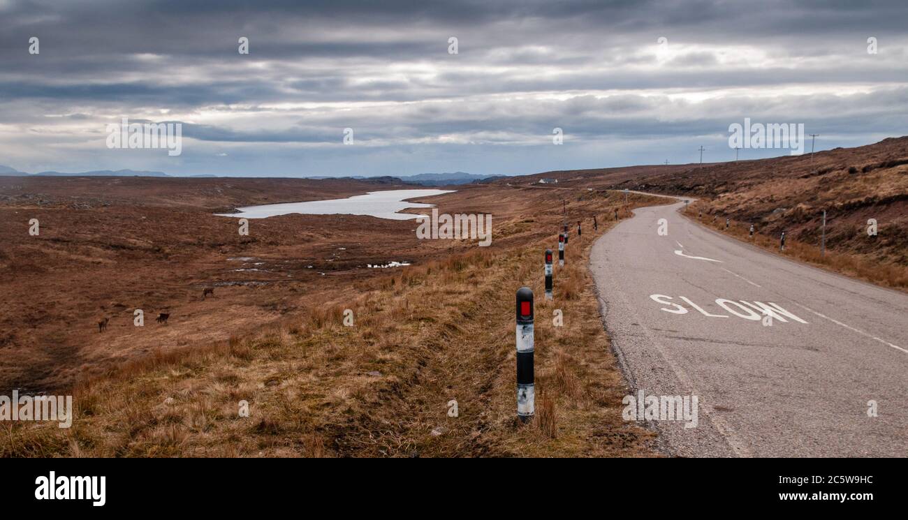 Cervi pascolano accanto ad un piccolo lago vicino Durness, nell'estremo nord delle Highlands della Scozia. Foto Stock