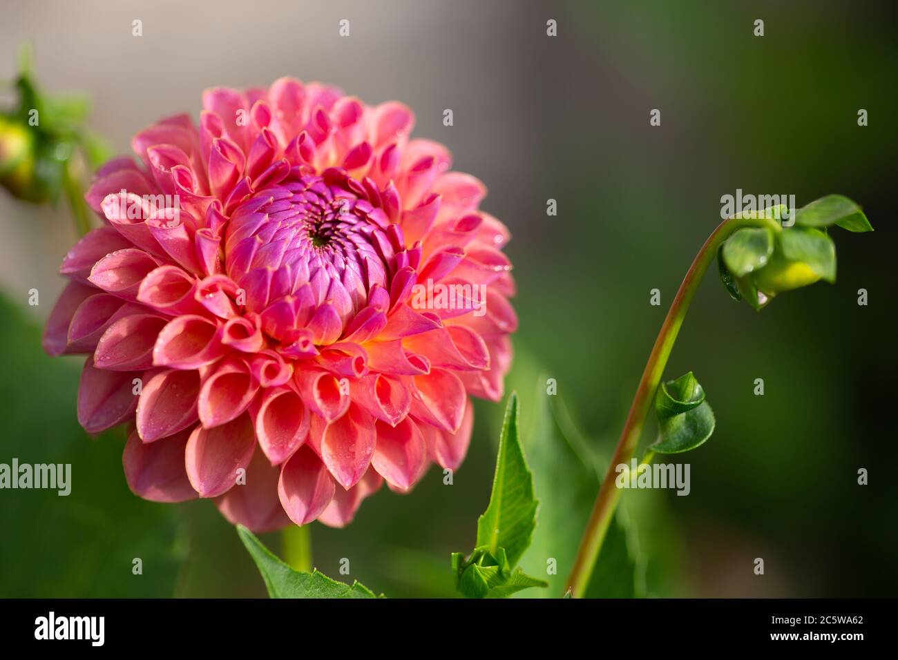 Fuoco selettivo del fiore e germoglio di dahlia Jowey Winnie, una palla a forma di fiore con salmone e petali viola Foto Stock