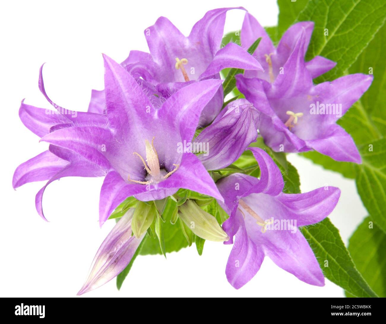 Campanule giganti immagini e fotografie stock ad alta risoluzione - Alamy