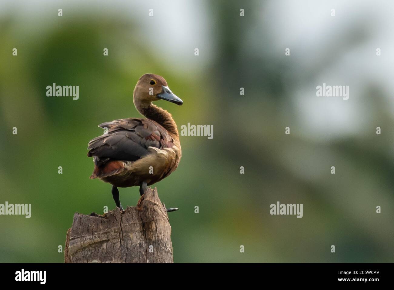Un anatra sibilante che cerca intrusi da un suo perch su un albero cavo. Foto Stock