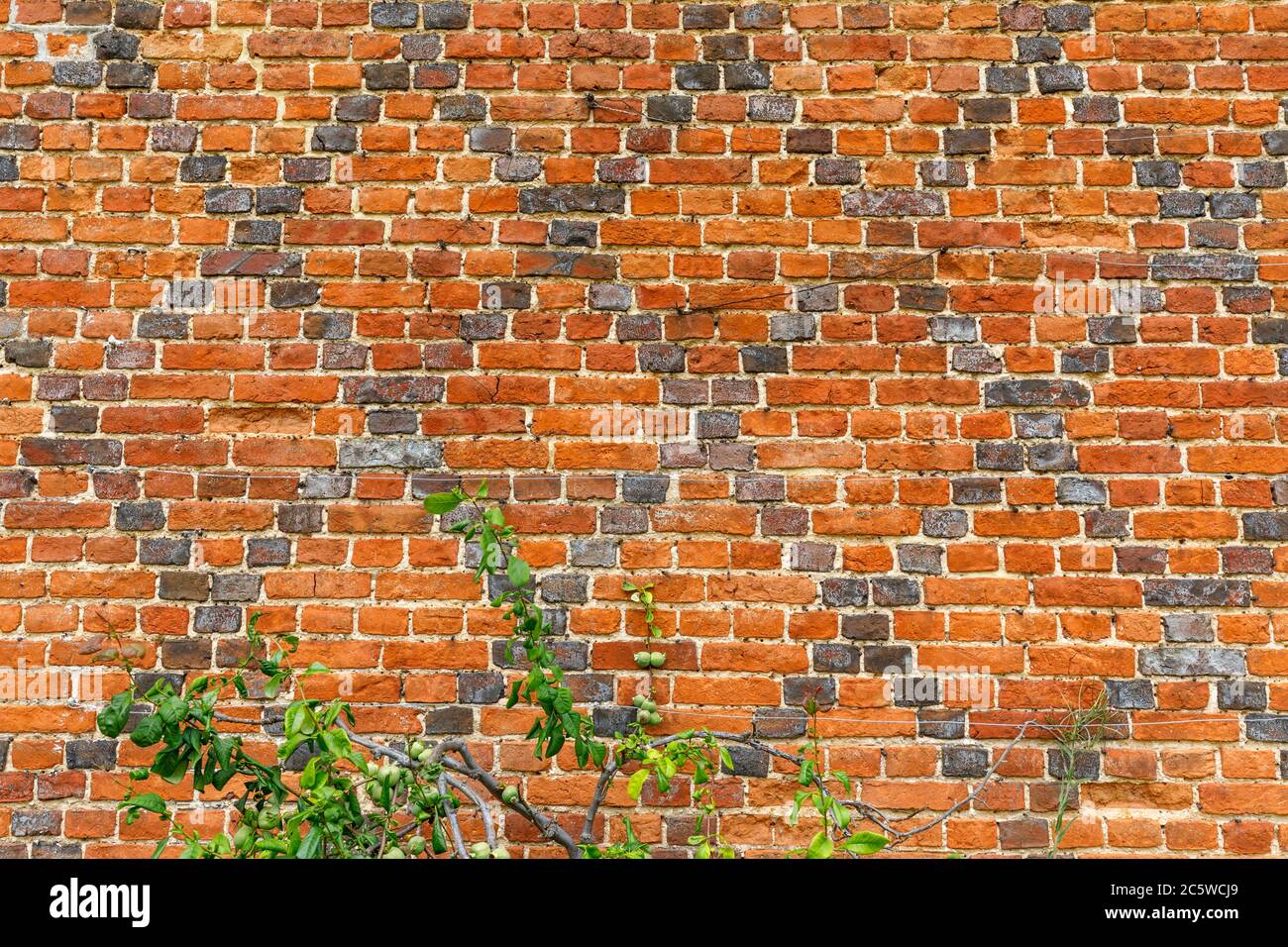 Tudor sbriciolato mattoni rossi a motivi con un modello di diamante di mattone più scuro su un muro, Hampshire, Inghilterra Foto Stock