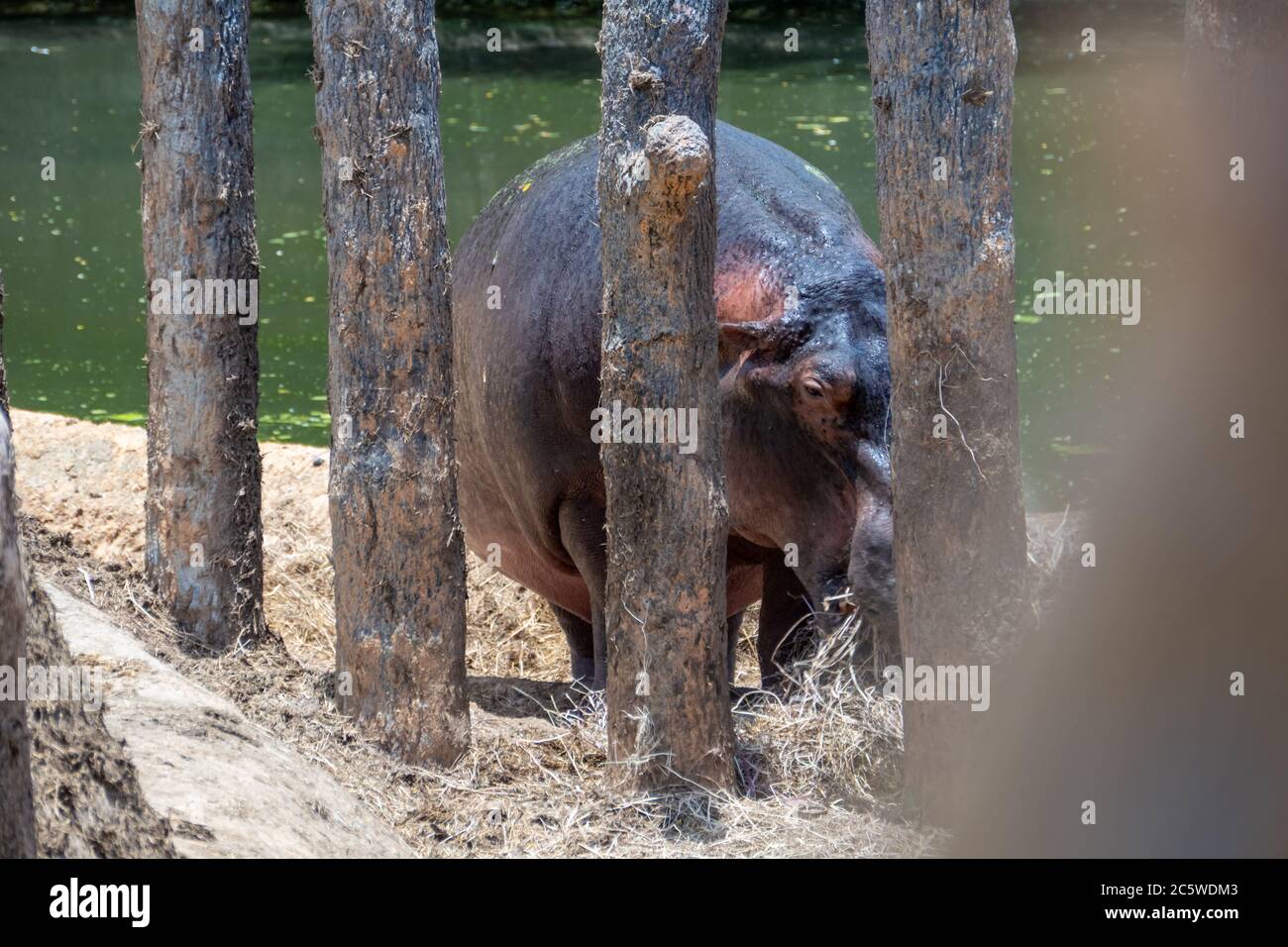 Rinoceronte in zona allodata dal lago Foto Stock