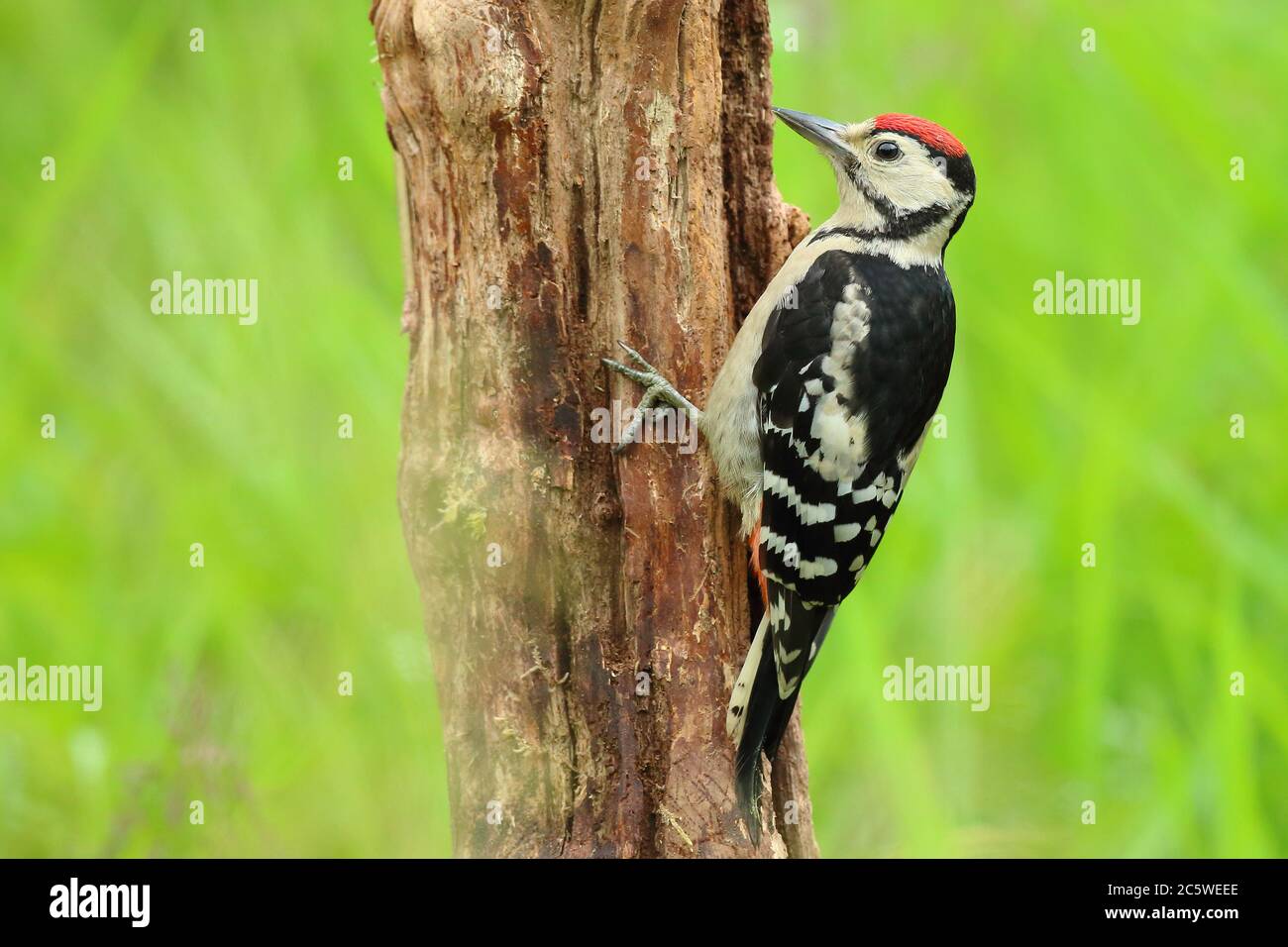 Picchio a puntini (Dendrocopos Major) che sale su un tronco di albero, mostrando un piumaggio immaturo. Verde quercia Woodland sfondo. Giugno 2020 Foto Stock