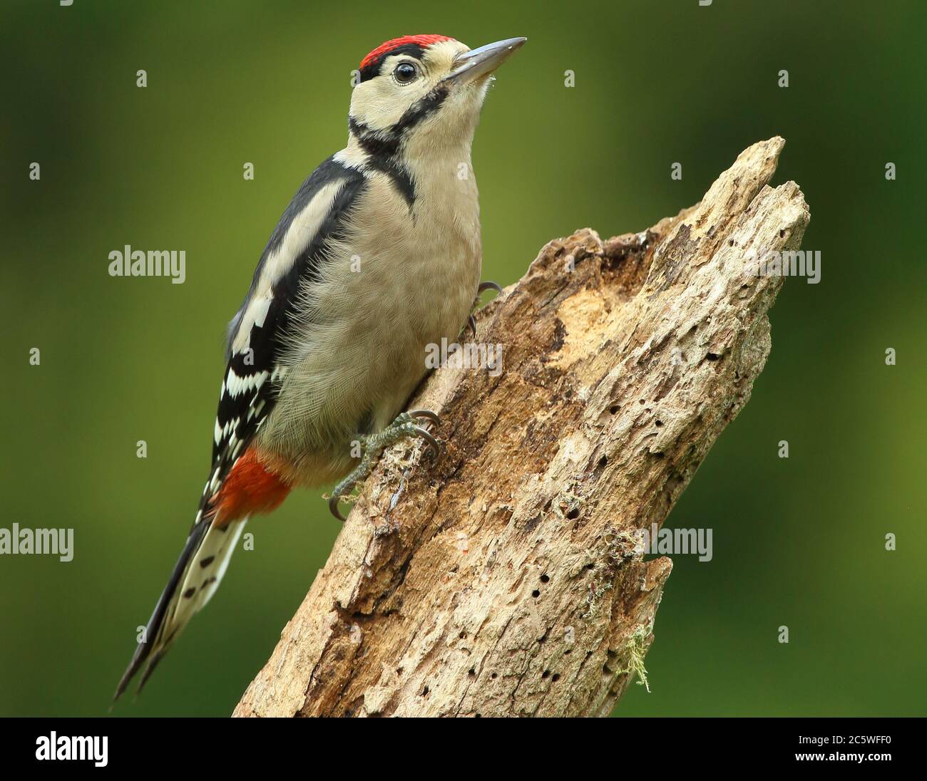 Picchio a puntini (Dendrocopos Major) che sale su un tronco di albero, mostrando un piumaggio immaturo. Verde quercia Woodland sfondo. Giugno 2020 Foto Stock