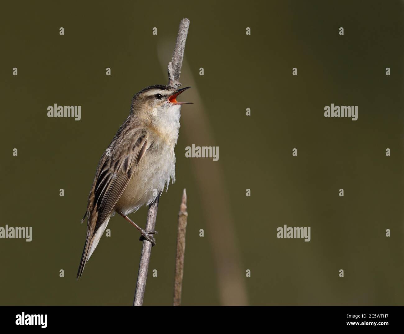 Sedge Warbler, cantando da un fusto di canna Foto Stock