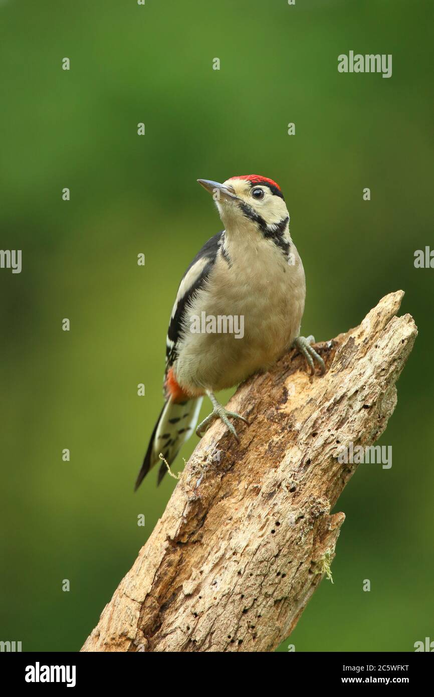 Picchio a puntini (Dendrocopos Major) che sale su un tronco di albero, mostrando un piumaggio immaturo. Verde quercia Woodland sfondo. Giugno 2020 Foto Stock