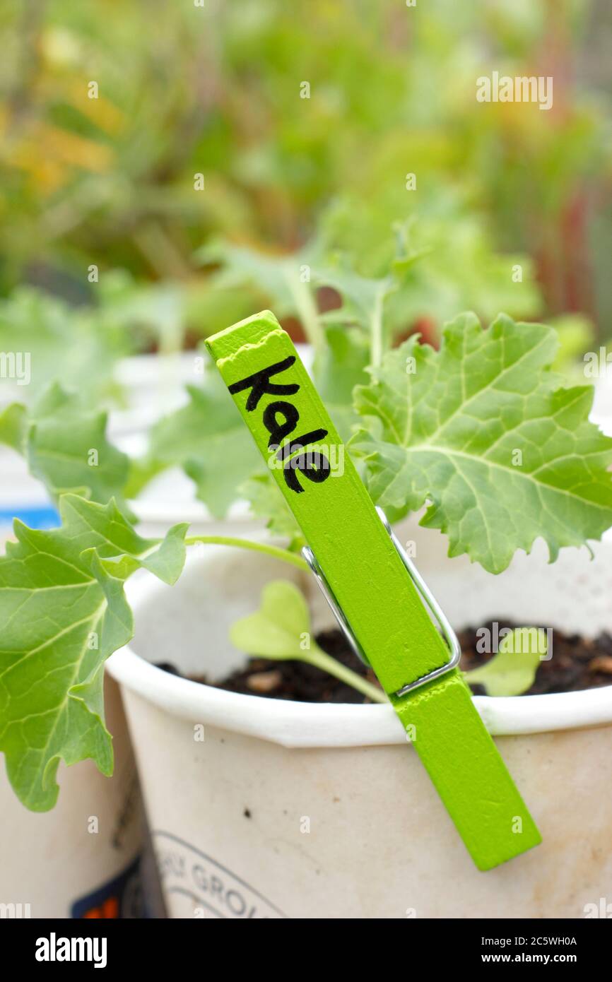 Brassica oleracea ' Dwarf Green arricciato' kale piantine, cresciute in tazze di plastica riciclata, pronte per la piantagione. REGNO UNITO Foto Stock