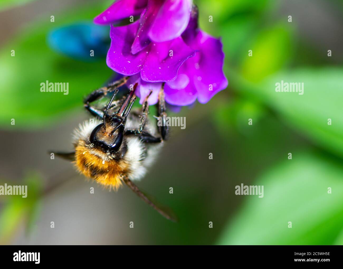 Macro di un calabrone (Bombus pascuorum) su un fiore blossom Foto Stock