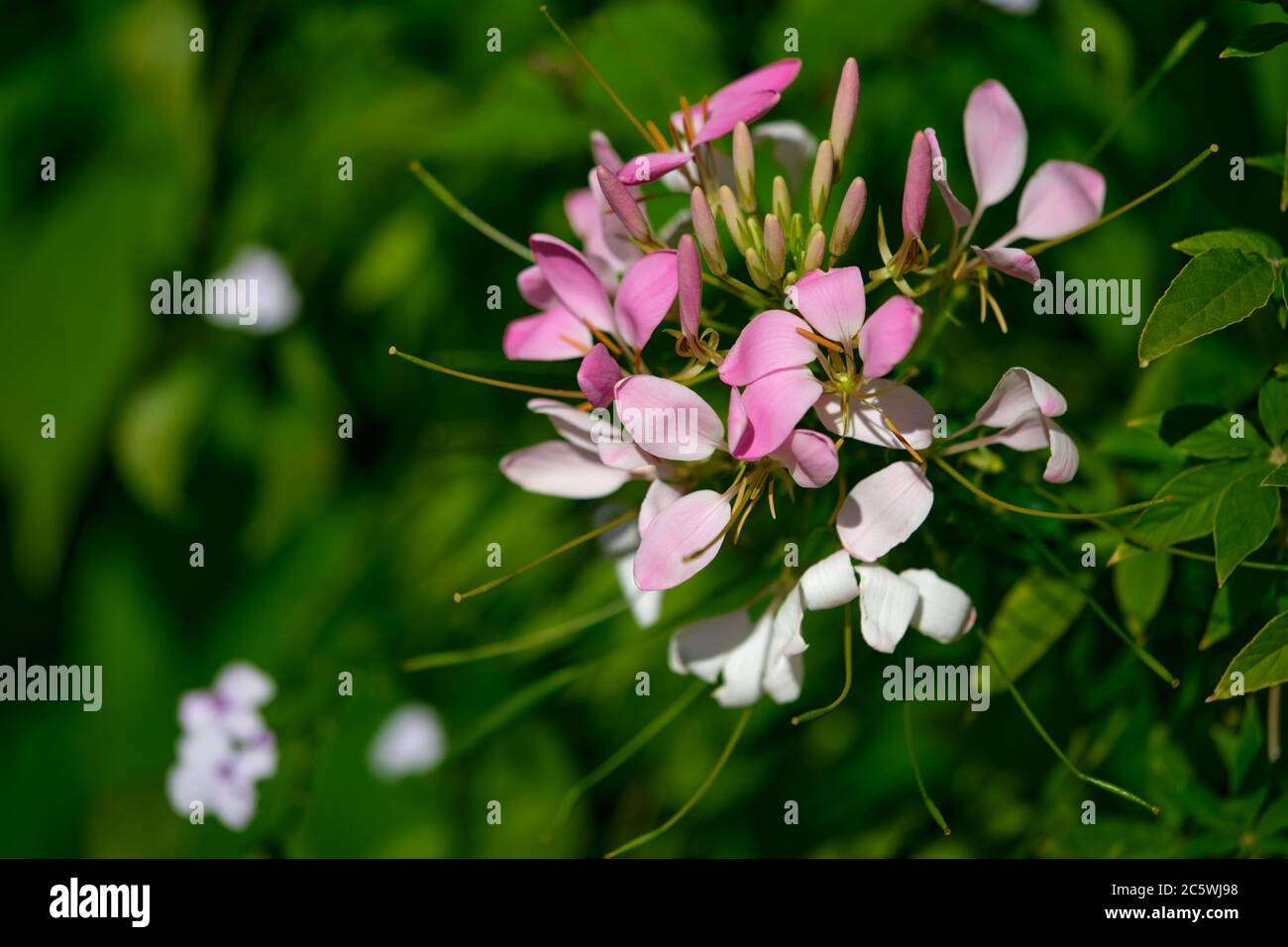 Spider più basso. Spinose Cleome. Foto Stock