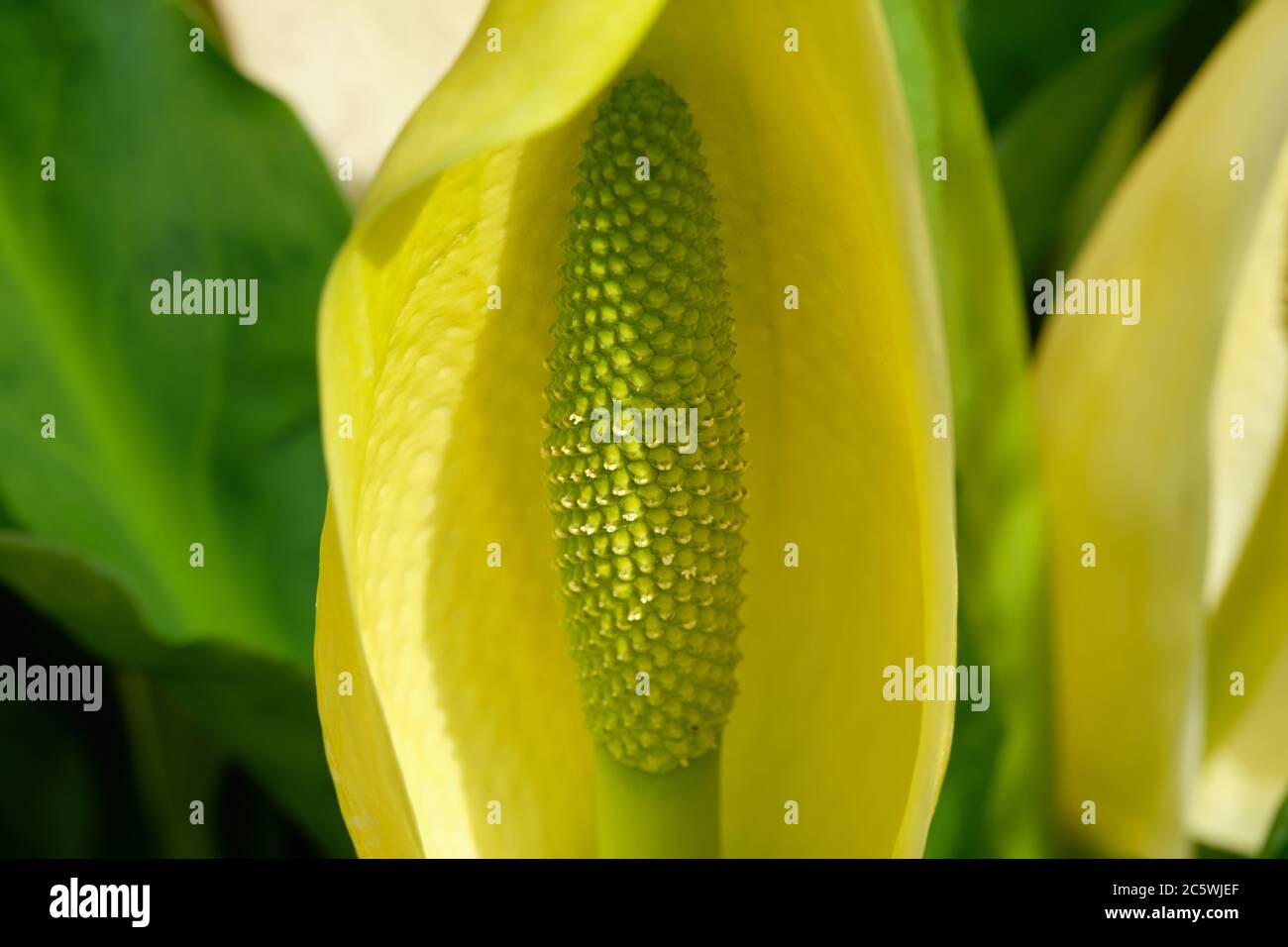 Lysiciton americana, detto anche cavolo spazzatura occidentale, cavolo spazzatura gialla (UK), cavolo americano o lanterna paludata. Foto Stock