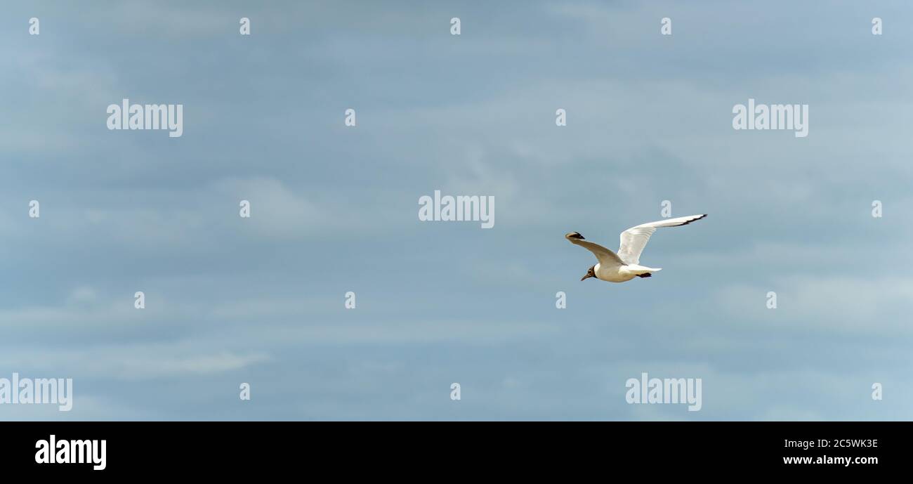 Gabbiano in volo contro un cielo blu e nuvoloso, ascendente con ali sparse. Foto Stock