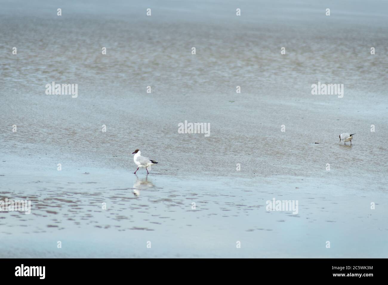 coppia di gabbiani sulla spiaggia durante la bassa marea mangiare alcuni vermi . uccello che riflette in acqua. colori pastelli Foto Stock