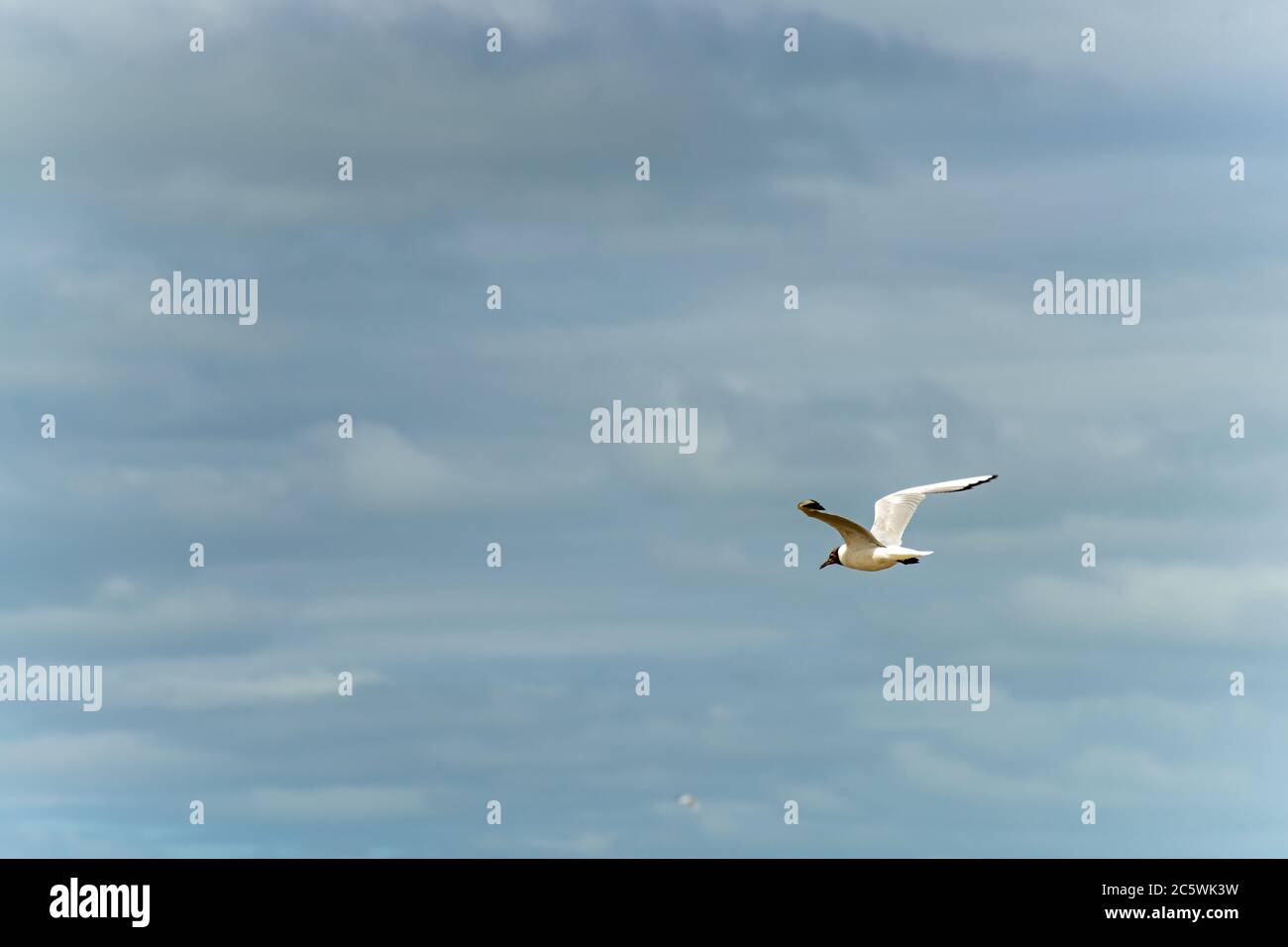 Gabbiano in volo contro un cielo blu e nuvoloso, ascendente con ali sparse. Formato panoramico Foto Stock