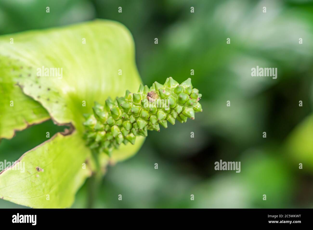 Spathiphylllum in fiore primo piano Foto Stock